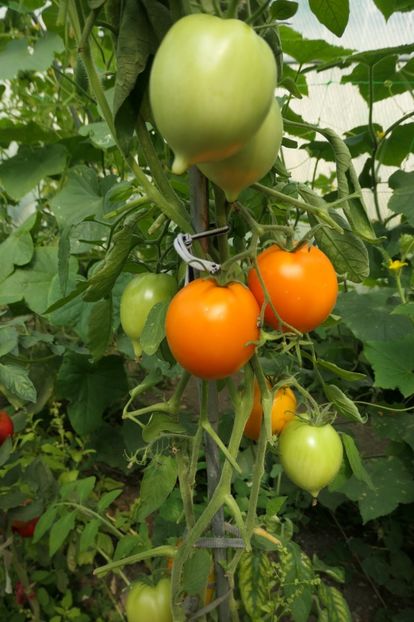 ORANGE PEPPER -UKR (6) - ORANGE PEPPER -UKRAINA