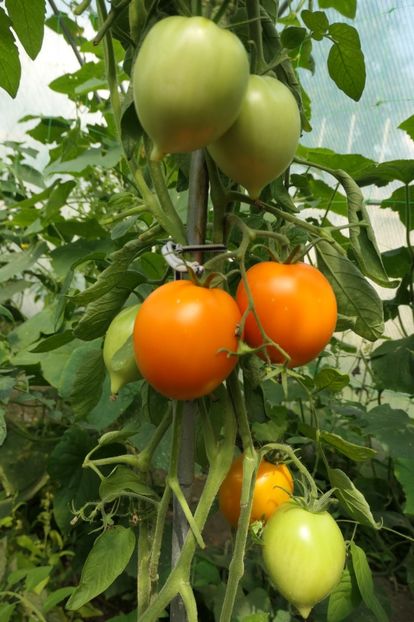 ORANGE PEPPER -UKR (7) - ORANGE PEPPER -UKRAINA