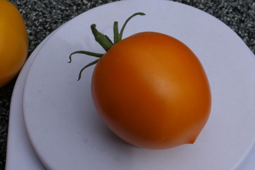 ORANGE PEPPER -UKR (8) - ORANGE PEPPER -UKRAINA