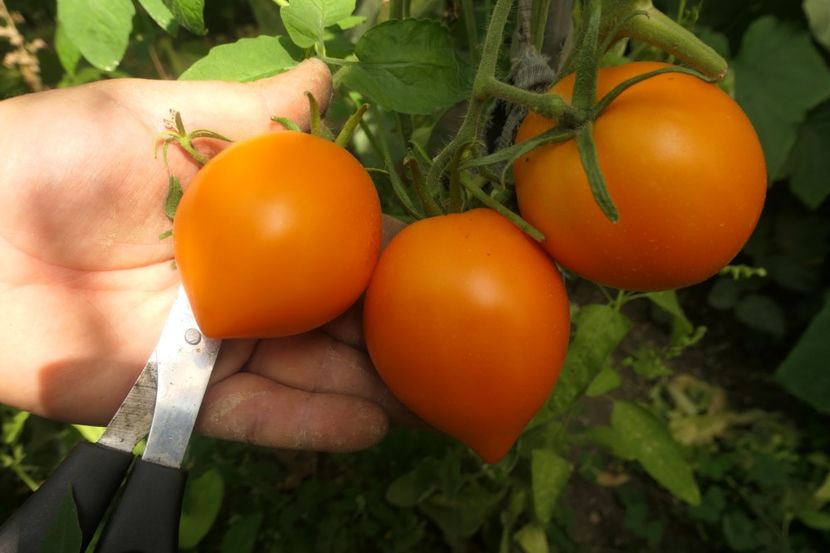 ORANGE PEPPER -UKR (20) - ORANGE PEPPER -UKRAINA