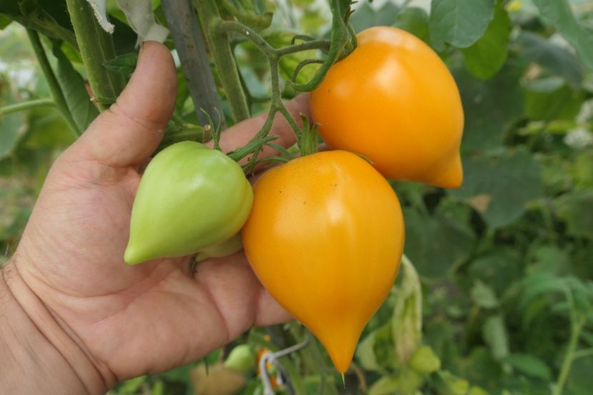ORANGE PEPPER -UKR (29) - ORANGE PEPPER -UKRAINA