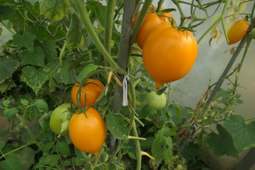 ORANGE PEPPER -UKR (36) - ORANGE PEPPER -UKRAINA