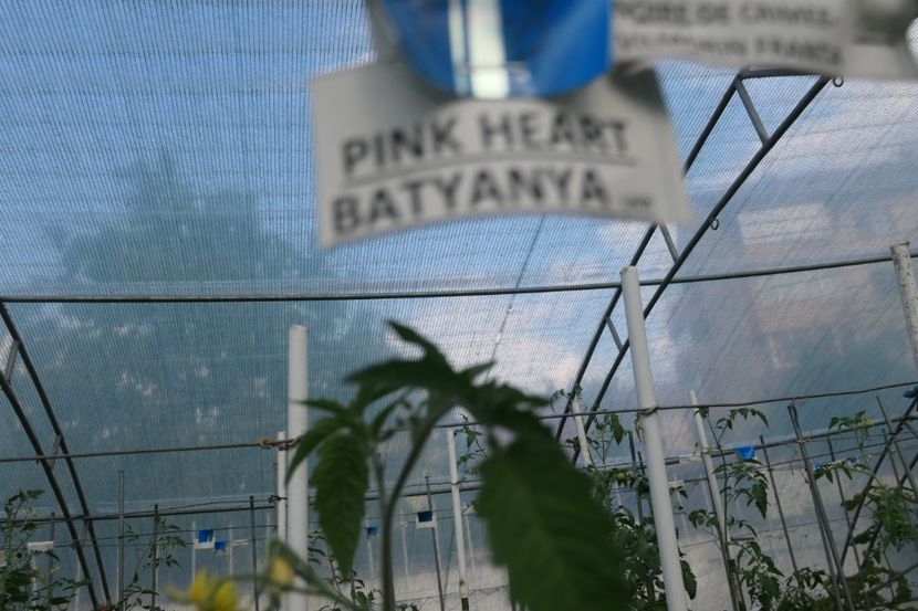 BATYANYA PINK HEART (21) - BATYANYA PINK HEART