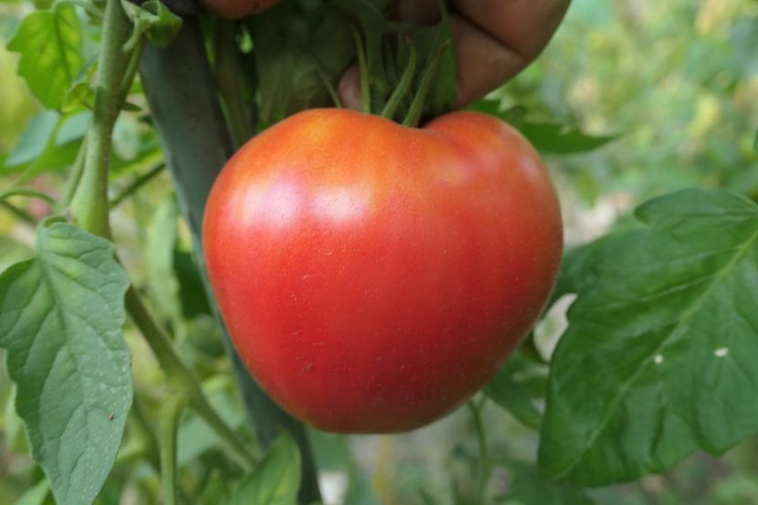 BATYANYA PINK HEART (22) - BATYANYA PINK HEART