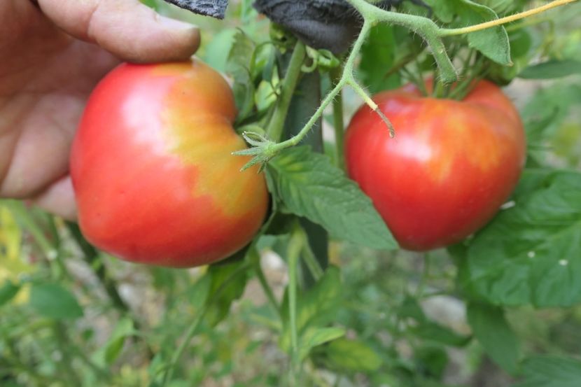 BATYANYA PINK HEART (23) - BATYANYA PINK HEART