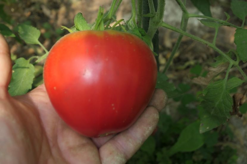 BATYANYA PINK HEART (26) - BATYANYA PINK HEART