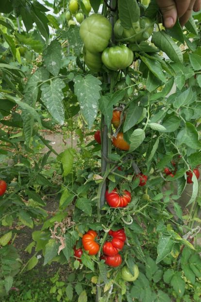 PISANELLO 2019 (12) - PISANELLO