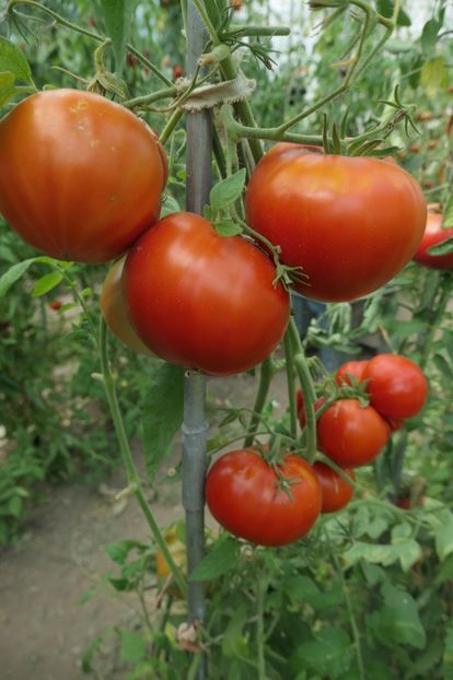 RED GIANT NIKITOVA (19) - RED GIANT NIKITOVA