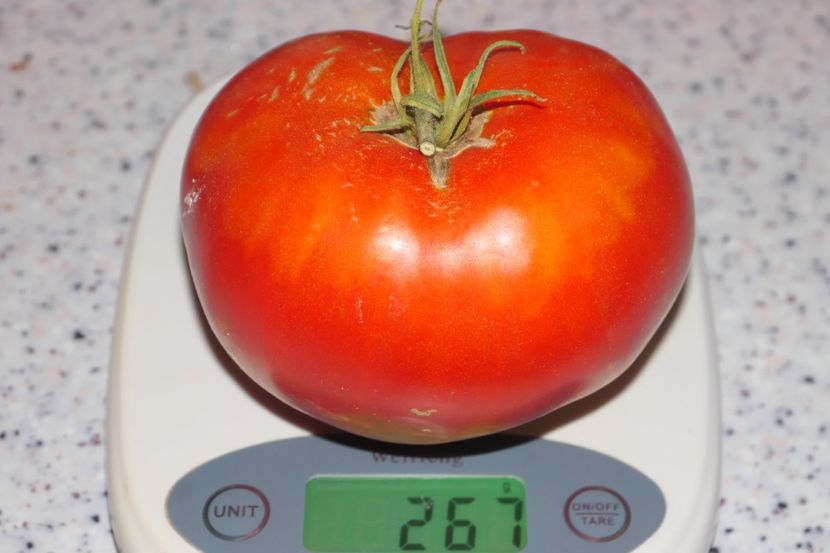 RED GIANT NIKITOVA (32) - RED GIANT NIKITOVA