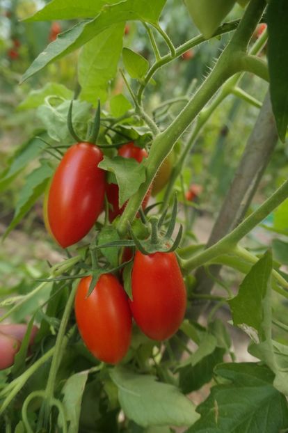 RED PEPPER CHERRY UKR (15) - RED PEPPER CHERRY UKRAINA