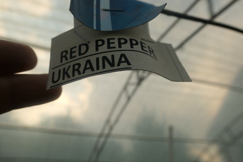 RED PEPPER CHERRY UKR (16) - RED PEPPER CHERRY UKRAINA