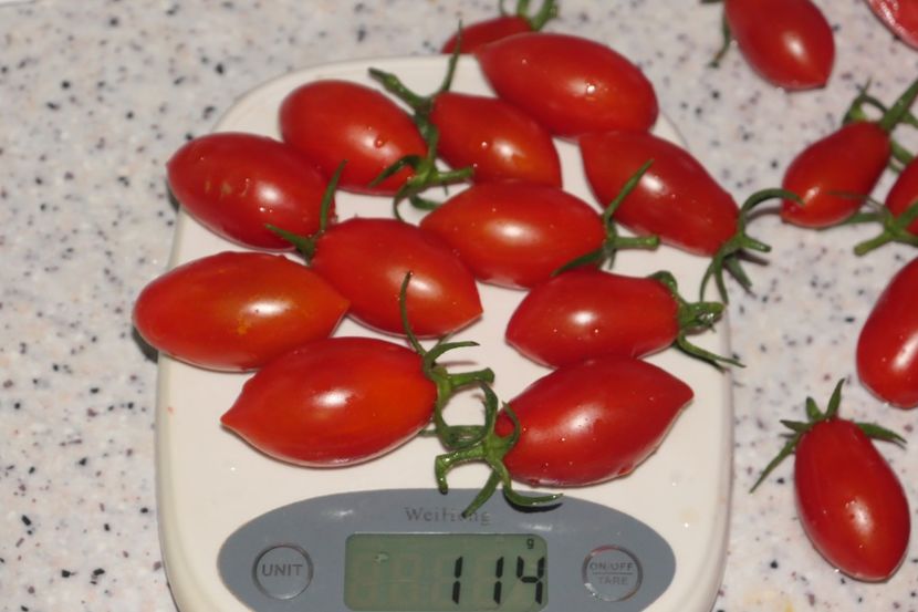 RED PEPPER CHERRY UKR (20) - RED PEPPER CHERRY UKRAINA
