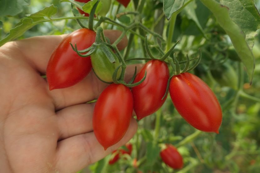 RED PEPPER CHERRY UKR (21) - RED PEPPER CHERRY UKRAINA