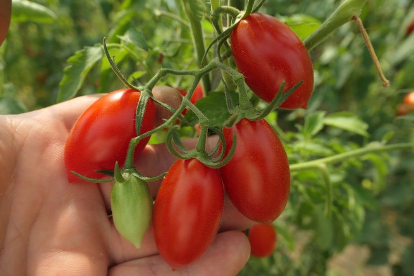 RED PEPPER CHERRY UKR (22) - RED PEPPER CHERRY UKRAINA