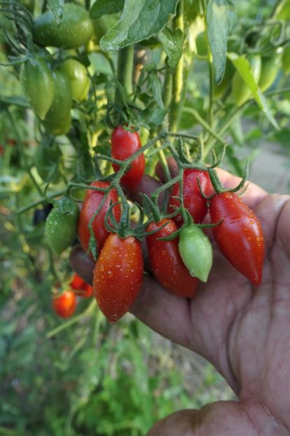 RED PEPPER CHERRY UKR (34) - RED PEPPER CHERRY UKRAINA