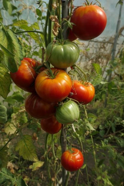 RIGHT SIZE (8) - RIGHT SIZE