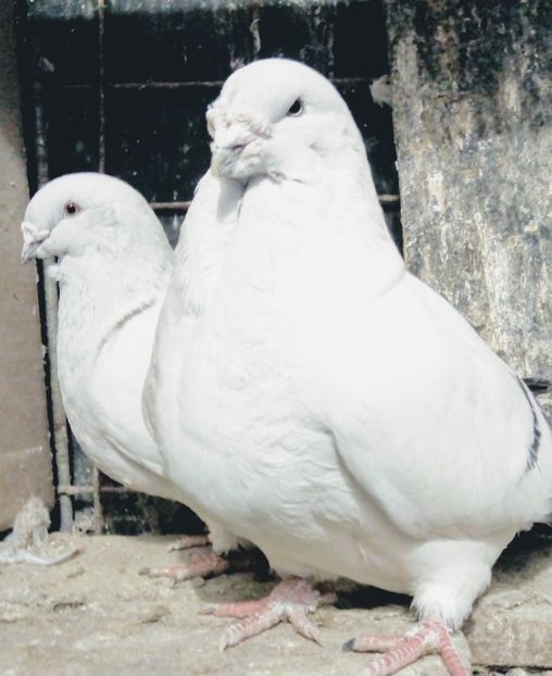 Parintii Reginei - - A - A - A - PROIECT INCHEIAT