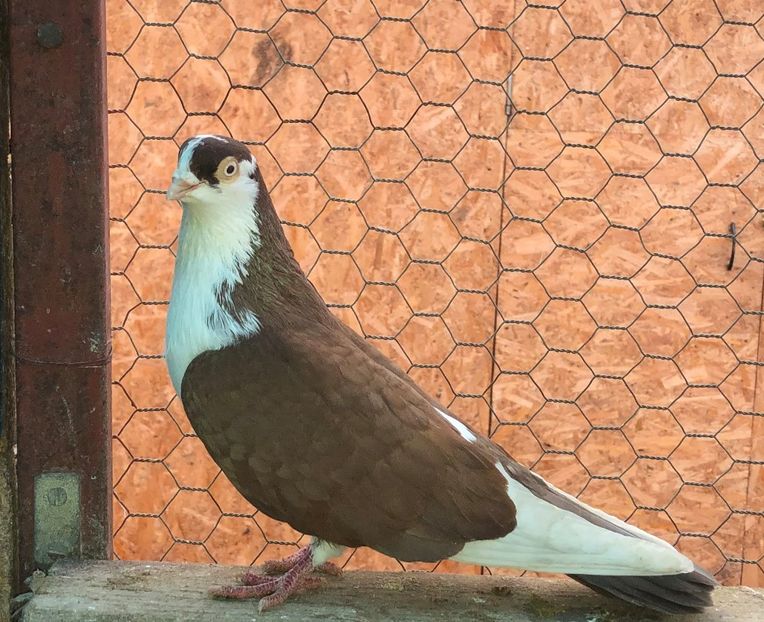 7069  mascul  2018 - Plecați ALBUM 3