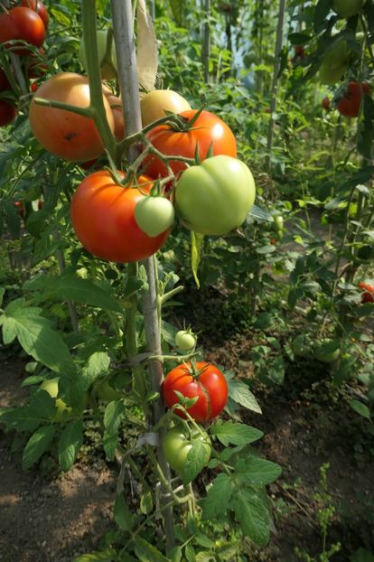 RILA F1 (8) - RILA F1 2015-2019