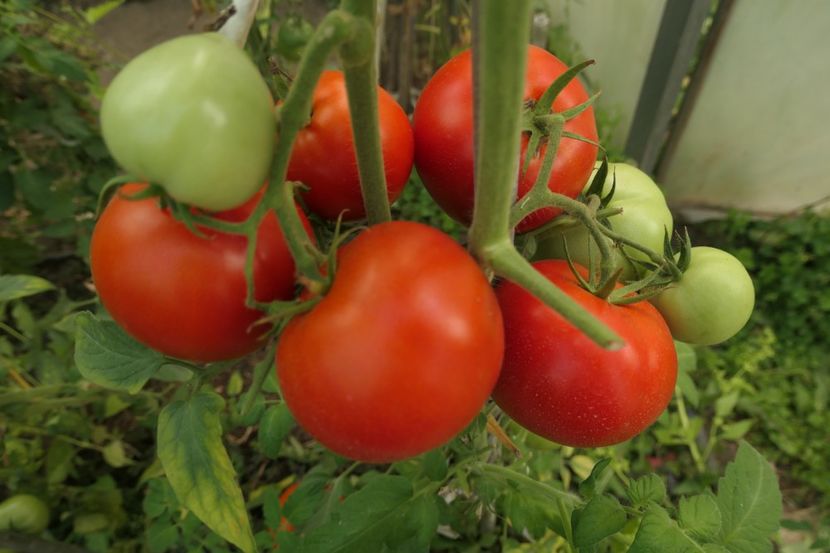 RILA F1 (13) - RILA F1 2015-2019