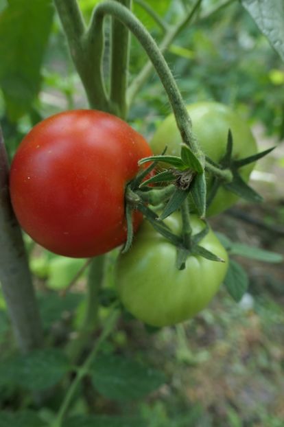 RILA F1 PR (1) - RILA F1 2015-2019