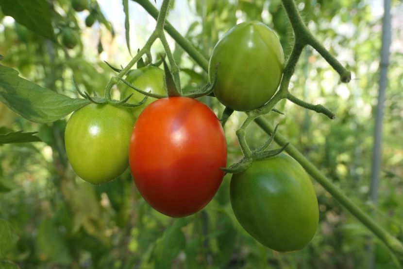 RUSSIAN APPLE (5) - RUSSIAN APPLE