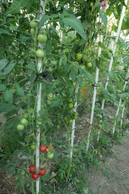 RUSSIAN APPLE (14) - RUSSIAN APPLE