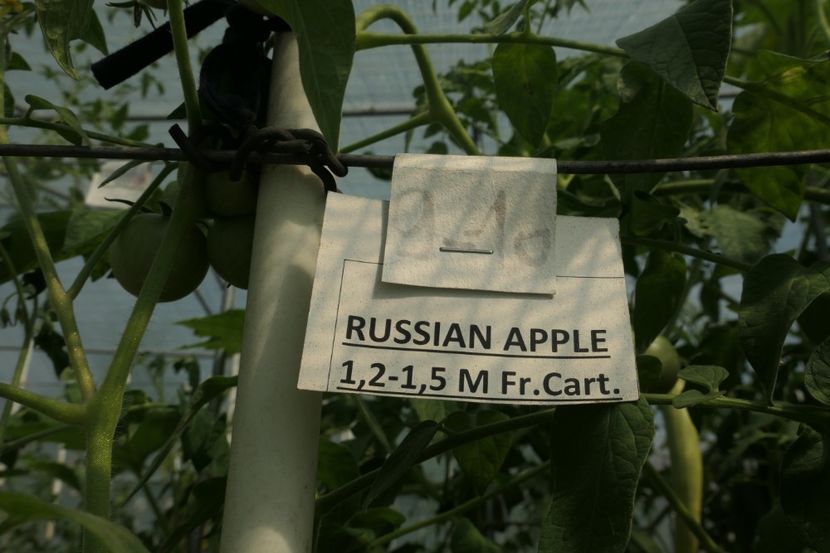 RUSSIAN APPLE (29) - RUSSIAN APPLE