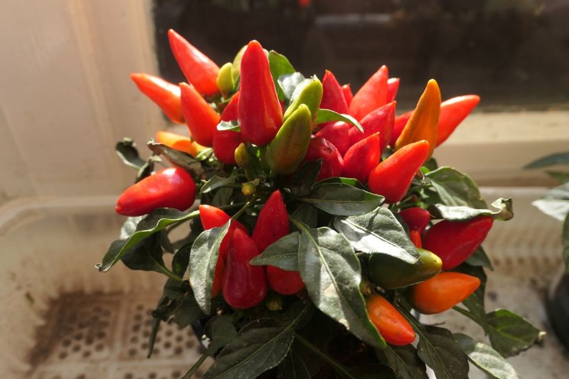 SALSA RED (2) - ARDEI IUȚI SALSA RED-SALSA YELLOW