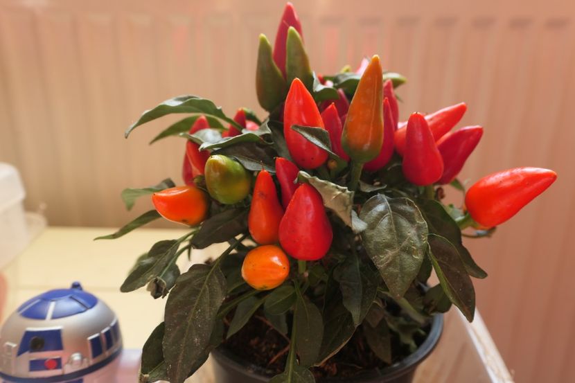 SALSA RED (3) - ARDEI IUȚI SALSA RED-SALSA YELLOW