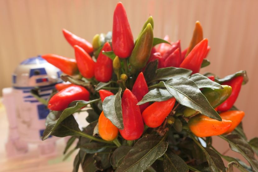 SALSA RED (7) - ARDEI IUȚI SALSA RED-SALSA YELLOW