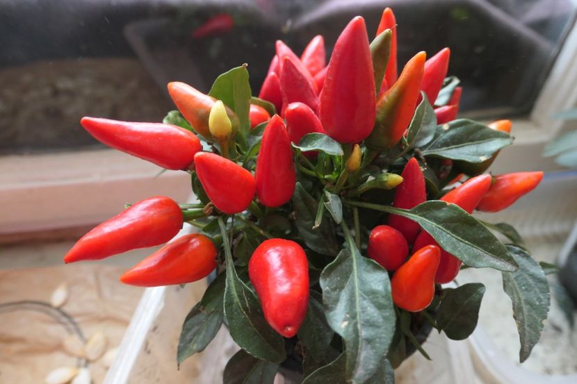 SALSA RED (10) - ARDEI IUȚI SALSA RED-SALSA YELLOW