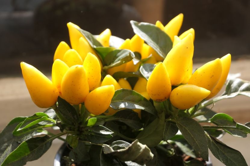 SALSA YELLOW (3) - ARDEI IUȚI SALSA RED-SALSA YELLOW