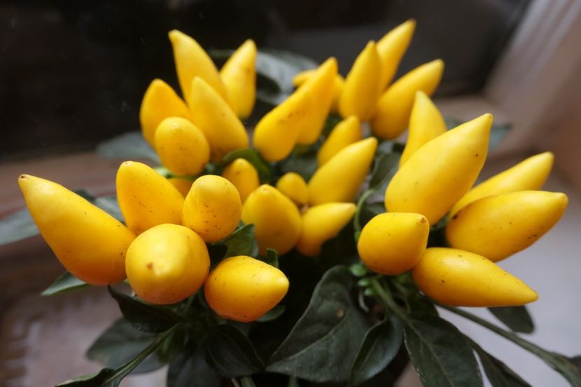 SALSA YELLOW (4) - ARDEI IUȚI SALSA RED-SALSA YELLOW