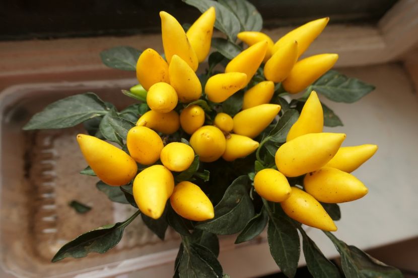 SALSA YELLOW (5) - ARDEI IUȚI SALSA RED-SALSA YELLOW