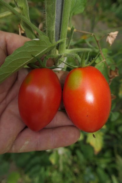 SAN MARZANO 3 TGM (5) - SAN MARZANO 3 TGM