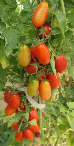 SAN MARZANO 3 TGM (8) - SAN MARZANO 3 TGM