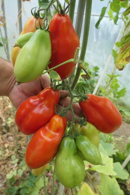 SCATOLONE ITALIA (1) - SCATOLONE ITALIA