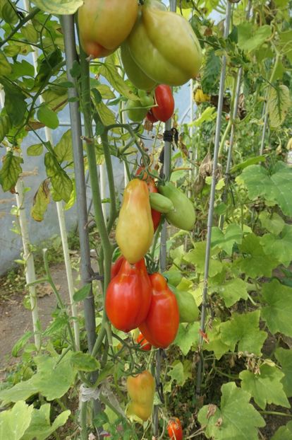 SCATOLONE ITALIA (6) - SCATOLONE ITALIA