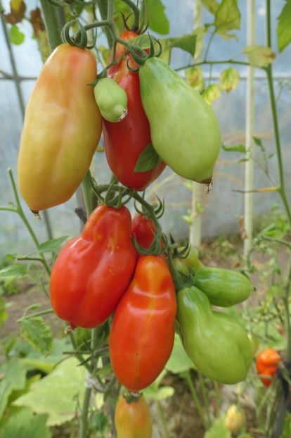 SCATOLONE ITALIA (7) - SCATOLONE ITALIA