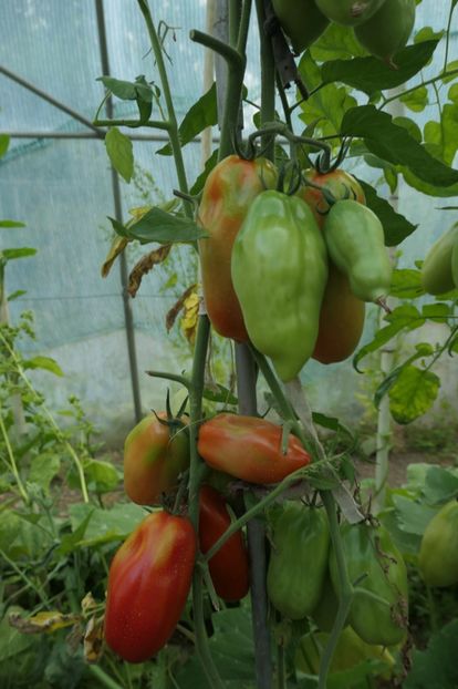 SCATOLONE ITALIA (20) - SCATOLONE ITALIA