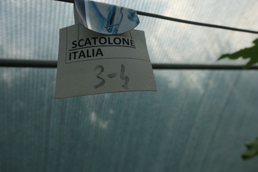 SCATOLONE ITALIA (24) - SCATOLONE ITALIA