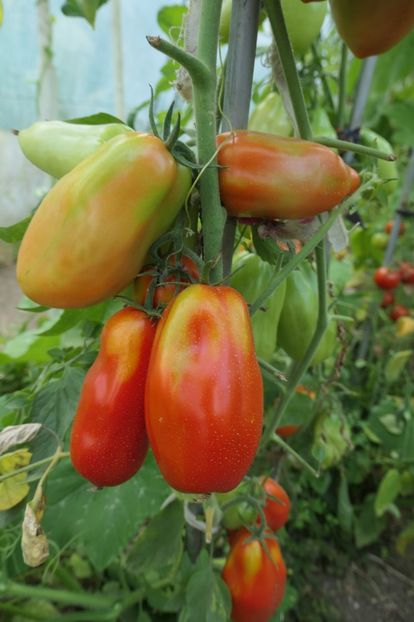 SCATOLONE ITALIA (26) - SCATOLONE ITALIA