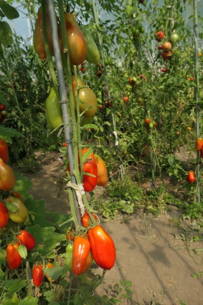 SCATOLONE ITALIA (31) - SCATOLONE ITALIA