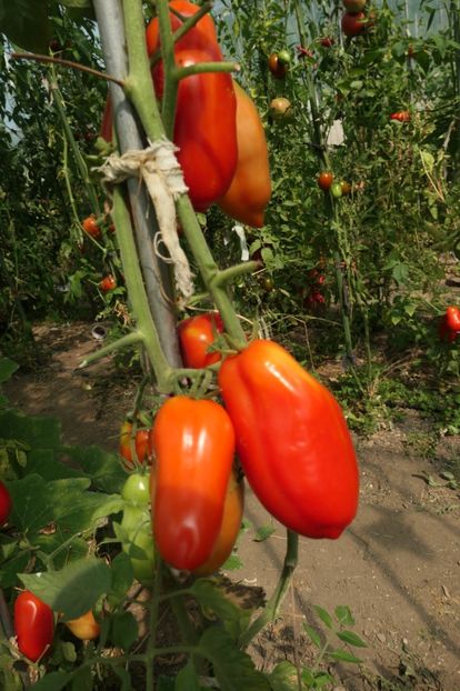 SCATOLONE ITALIA (32) - SCATOLONE ITALIA