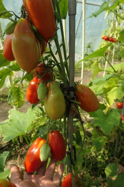 SCATOLONE ITALIA (38) - SCATOLONE ITALIA