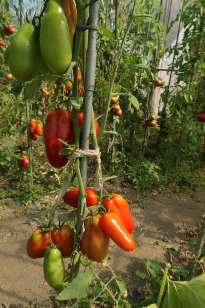 SCATOLONE ITALIA (39) - SCATOLONE ITALIA