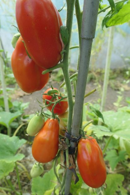 SCATOLONE ITALIA (40) - SCATOLONE ITALIA