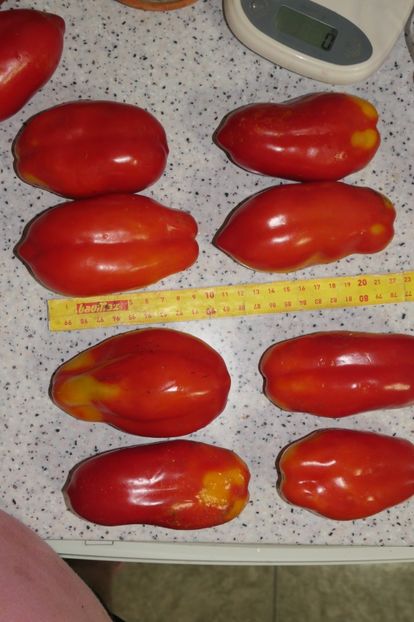 SCATOLONE ITALIA (54) - SCATOLONE ITALIA