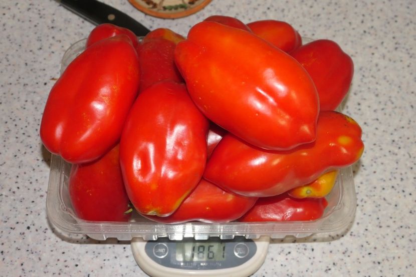 SCATOLONE ITALIA-de la o plantă (1) - SCATOLONE ITALIA